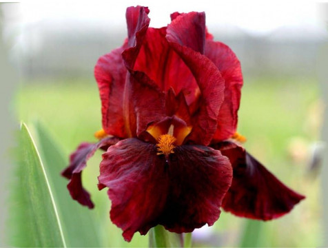 Ирис Ред Зингер